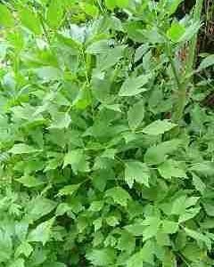 Lovage – Levisticum Officinalis Seeds