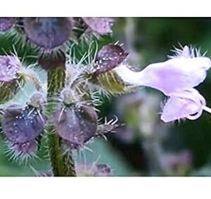 Pcs – 10x Ocimum Tenuiflorum Königsbasilikum Herb Plants – Seeds ID141 & Plants Shop by Ipsa