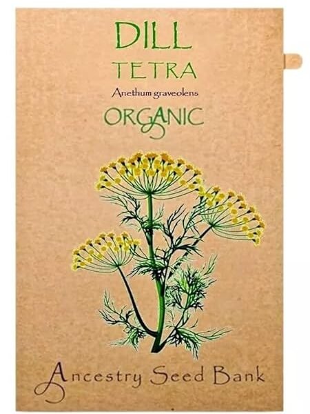 Organic Dill ❁ Tetra ❁ 200 Seeds Heirloom – Non GMO