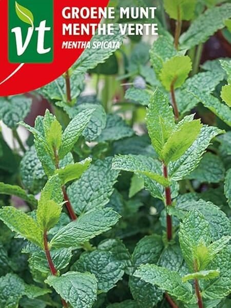 Peppermint Mentha spicata, Fresh Minty Flavour. Seeds