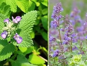 Catnip Seeds | Nepeta Cataria | Catmint Herb | 300+ Seeds