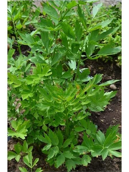 PREMIER SEEDS DIRECT – HERB – LOVAGE – LEVISTICUM OFFICINALE – 100 SEEDS (ORGANIC)