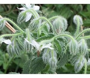 PREMIER SEEDS DIRECT – Borage White – 150 Finest Seeds – HERB