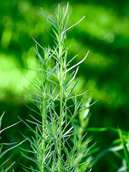 Just Seed Herb – Russian Tarragon – Artemisia dranunculus ‘Russian’- 600 Seeds