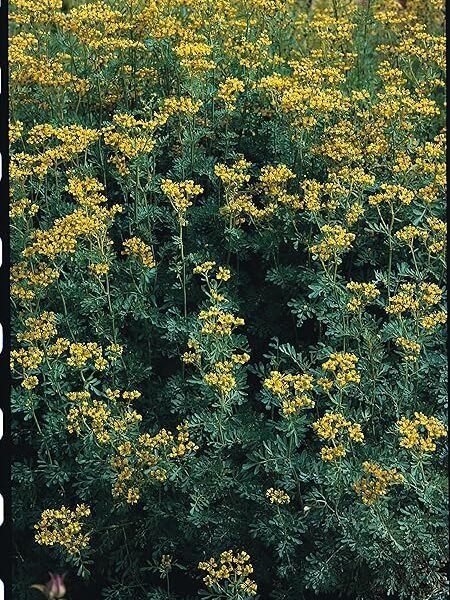 Just Seed Herb – Rue – Ruta graveolens – 200 Seeds
